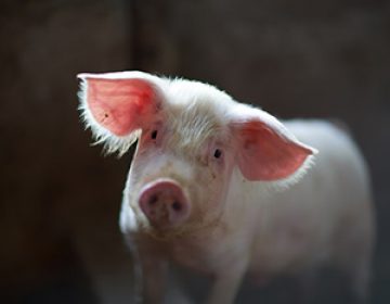 pig_porc_cerdo